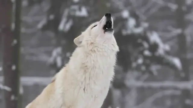 Nadie imaginaba que esto sucedería con la reintroducción de lobos ...