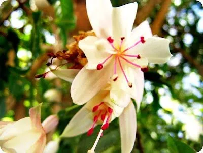 Las flores mas hermosas del mundo » Descargar Imagenes y Fotos Las flores mas hermosas del mundo » Descargar Imagenes y Fotos