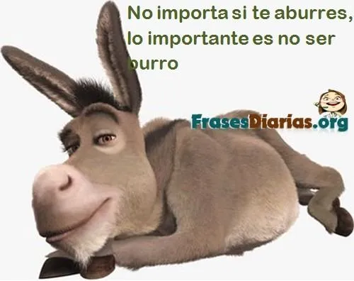 Fotos de burros chistosos - Imagui