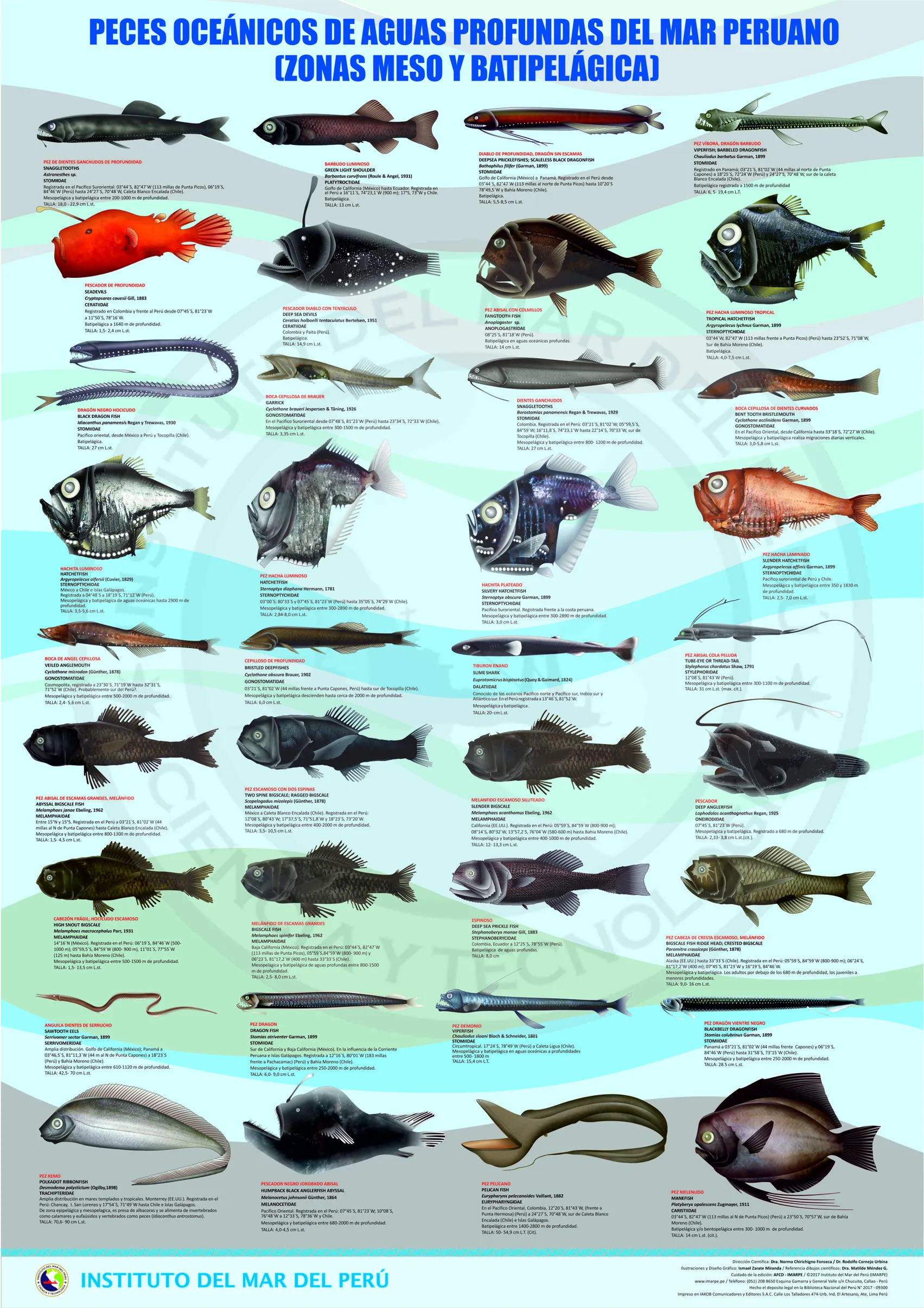 IMARPE: Peces oceánicos de aguas profundas del mar peruano (zonas meso y batipelágica) IMARPE: Peces oceánicos de aguas profundas del mar peruano (zonas meso y batipelágica)