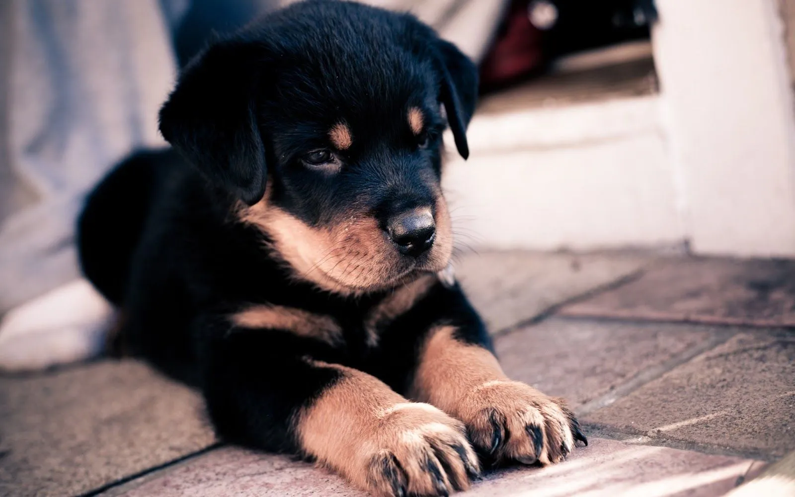 Imagenes bonitas animales - Imagui