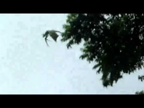 IMPACTANTE: Dragon real volando (pterodáctilo) dragoon dinosaurio ...
