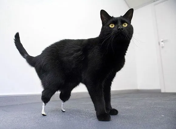 Implantan patas biónicas en un gato | Cubadebate Implantan patas biónicas en un gato | Cubadebate