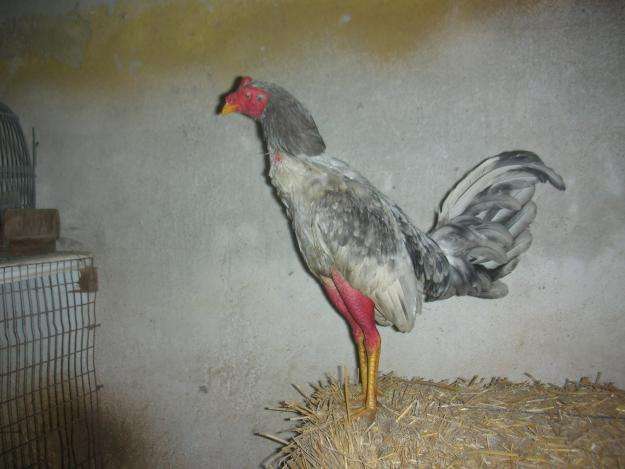 Se importan y se vende gallos de pelea españoles - Pichincha ...