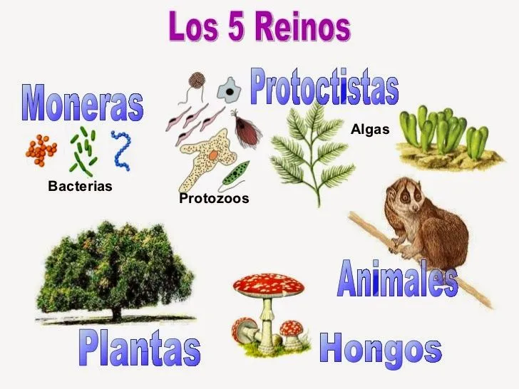 Importancia biotecnológica de los seres vivos pertenecientes a ... Importancia biotecnológica de los seres vivos pertenecientes a ...