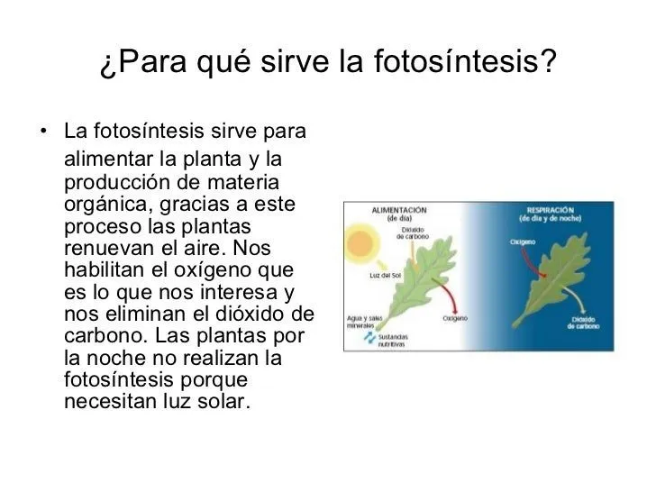 importancia-de-la-fotosntesis- ...