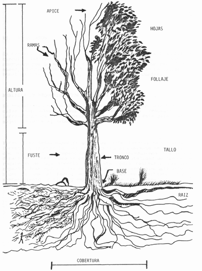 Por qué son importantes los árboles para la ciudad de Guadalajara ...