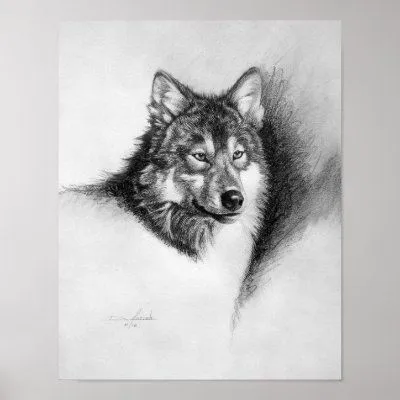 Impresión de un lobo dibujado en lápiz. ilustraciones originales ... Impresión de un lobo dibujado en lápiz. ilustraciones originales ...