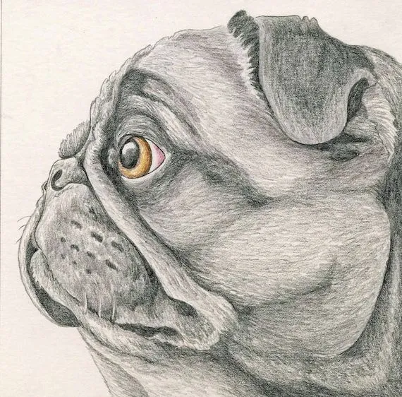 Dibujos de perros rottweiler con lapiz - Imagui Dibujos de perros rottweiler con lapiz - Imagui