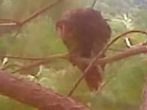 IMPRESIONANTE!!! BRUJA REAL EN LA HUASTECA!!! VER PARA CREER ... IMPRESIONANTE!!! BRUJA REAL EN LA HUASTECA!!! VER PARA CREER ...
