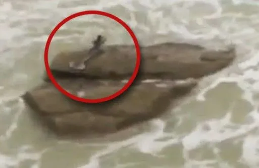 Impresionante: En Israel aseguran filmar a una Sirena Real mira el ...