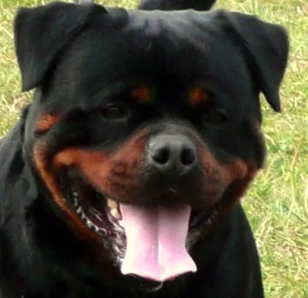 Impresionantes cachorros Rottweilers de Yolcris - mejor precio ... Impresionantes cachorros Rottweilers de Yolcris - mejor precio ...
