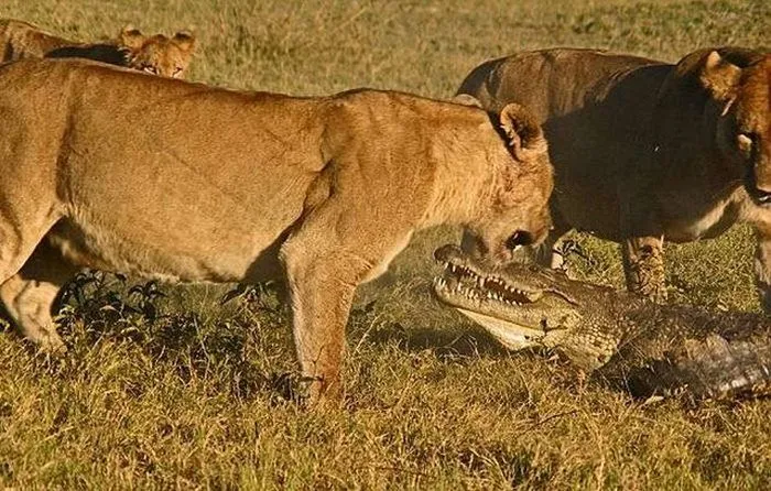 Impresionantes imágenes de 3 leones contra un cocodrilo | Rincón ... Impresionantes imágenes de 3 leones contra un cocodrilo | Rincón ...