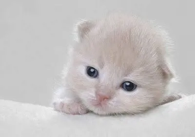 Impressionante: A Maior Coleção de Gatos da Internet. Impressionante: A Maior Coleção de Gatos da Internet.