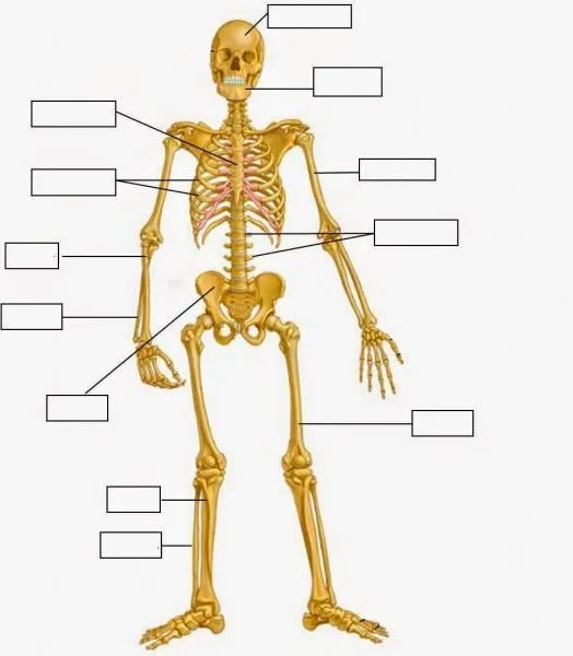Imprimer Carte Interactive: Huesos cuerpo humano (biología - 6º primaria - esqueleto  humano - aparato locomotor)