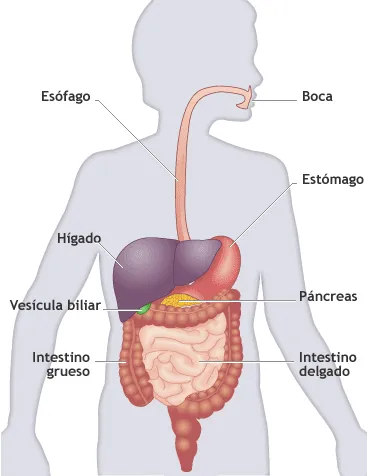 para imprimir del cuerpo humano