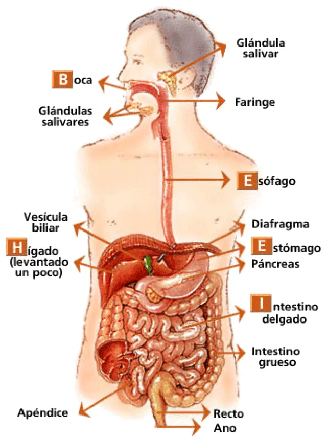 para imprimir del cuerpo humano