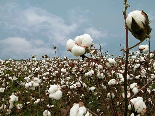 Incorporan nueva tecnología para mejorar el desmote del algodón ...