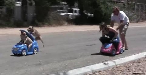 Increible carrera de autos, chicos vs perros | DRALIVE!