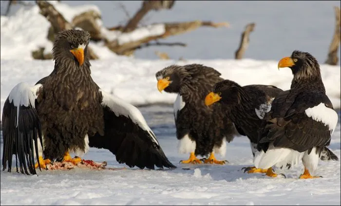 Increible: Fotos Caza en vivo. Aguilas y Osos - Taringa! Increible: Fotos Caza en vivo. Aguilas y Osos - Taringa!