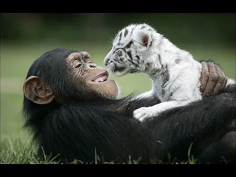 Increible! Mono cuidado y adopta tigres bebes! - YouTube Increible! Mono cuidado y adopta tigres bebes! - YouTube