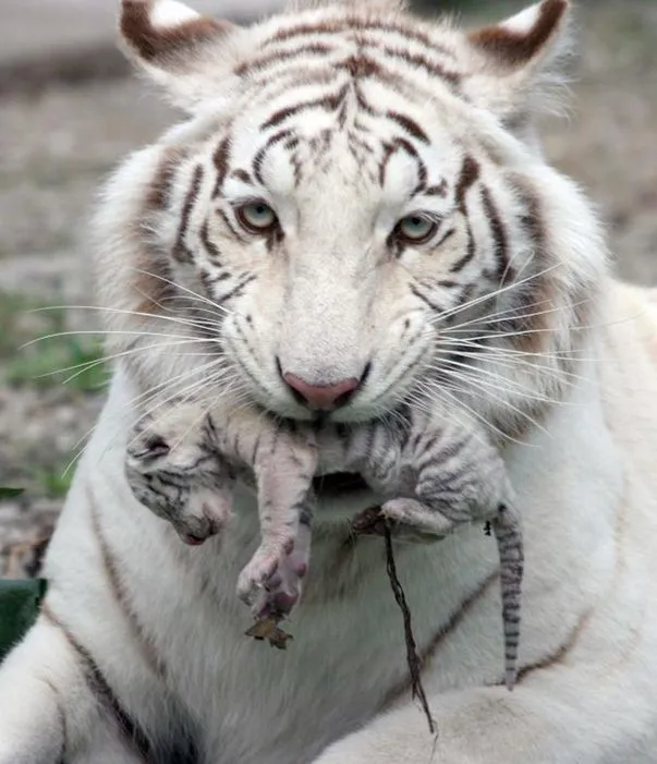 Algo increíble está por sucederle a este tigre (vídeo ... Algo increíble está por sucederle a este tigre (vídeo ...