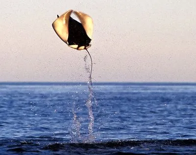 INCREIBLE VIDEO DE NESSIE !!! :: Esencia21