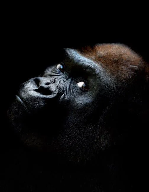 Increibles fotos de animales con fondo negro - Imagui Increibles fotos de animales con fondo negro - Imagui