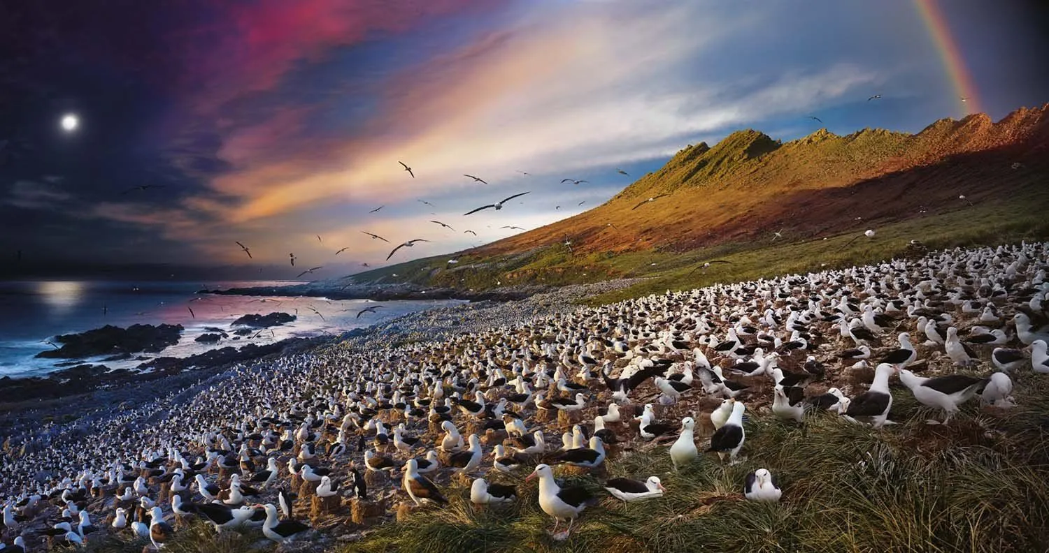 Increíbles imágenes de aves migratorias