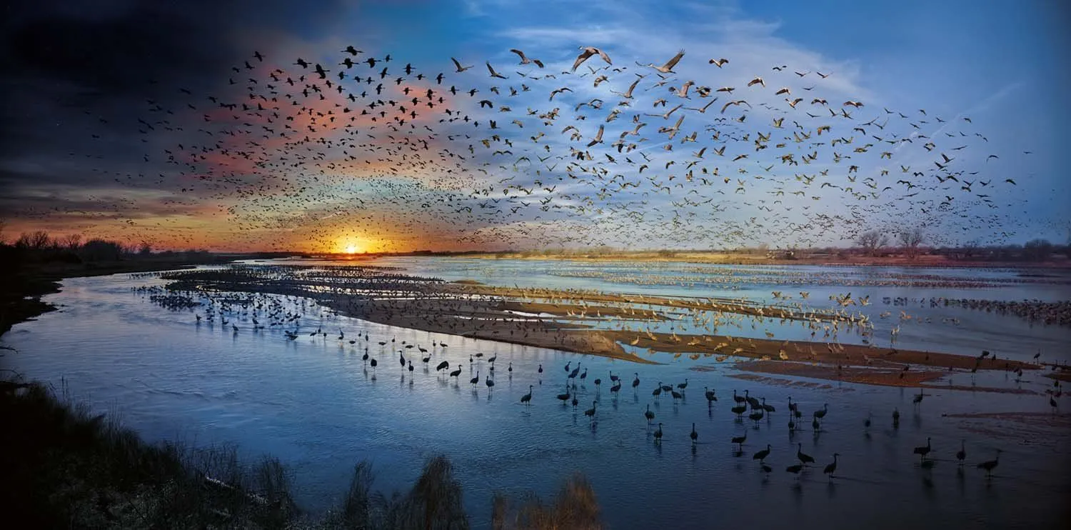 Increíbles imágenes de aves migratorias