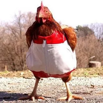 INDEC QUE TRABAJA: LAS GALLINAS TAMBIEN DICTAN CURSOS