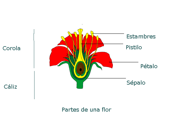 Las partes de la flor imagenes - Imagui
