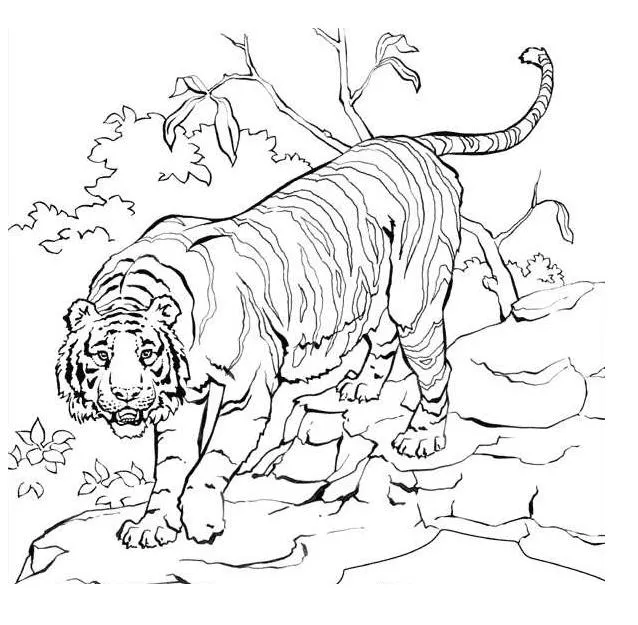 Tigre de bengala dibujo - Imagui