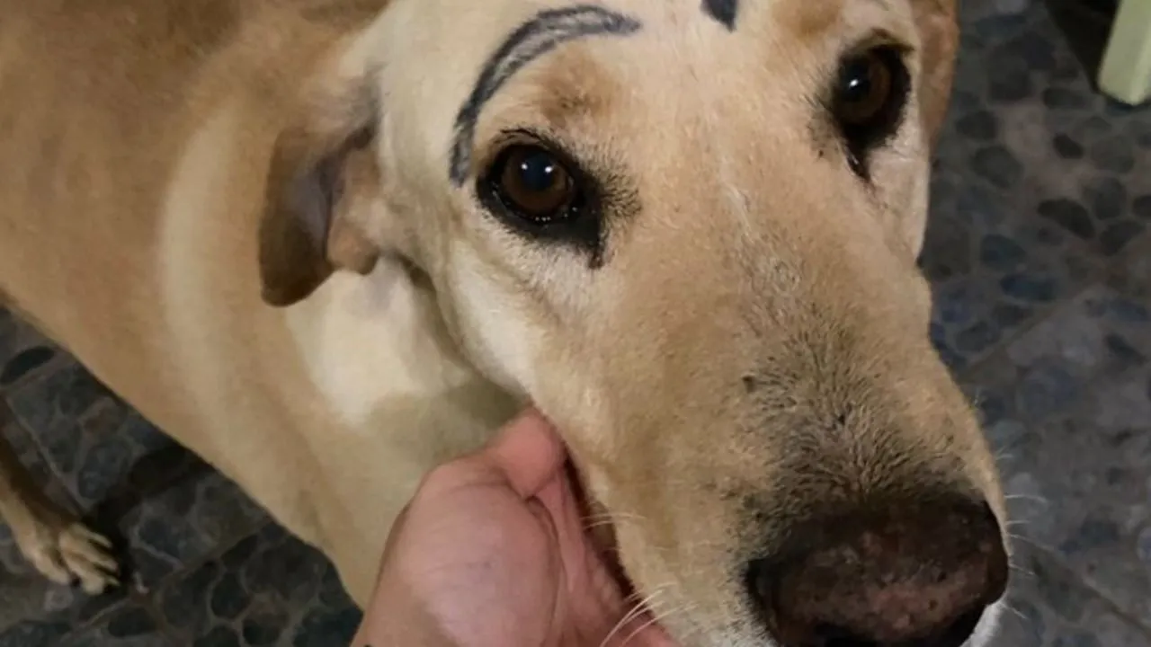 Indignante! Perro regresa a casa con la cara pintada; su dueña busca a los responsables | El Heraldo de México Indignante! Perro regresa a casa con la cara pintada; su dueña busca a los responsables | El Heraldo de México