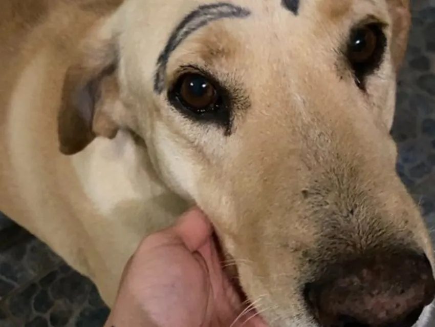 Indignante! Perro regresa a casa con la cara pintada; su dueña busca a los responsables | El Heraldo de México Indignante! Perro regresa a casa con la cara pintada; su dueña busca a los responsables | El Heraldo de México