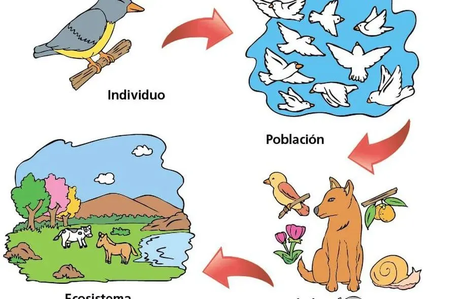 Qué es un individuo, comunidad, población y ecosistema - Escolar - ABC Color Qué es un individuo, comunidad, población y ecosistema - Escolar - ABC Color