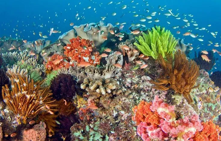 Indonesia's Coral Reef Nature Pictures Wallpaper HD | Hair cuts ... Indonesia's Coral Reef Nature Pictures Wallpaper HD | Hair cuts ...