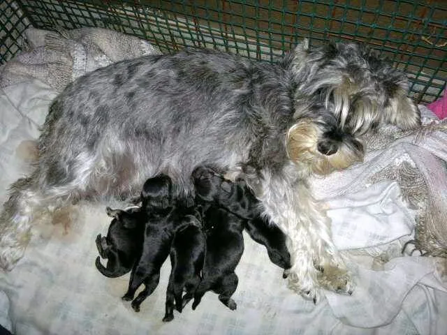 INDRA VAYU CRIANZA CANINA