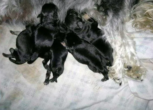 INDRA VAYU CRIANZA CANINA