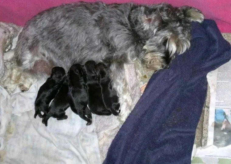 INDRA VAYU CRIANZA CANINA: NACIO LA NUEVA CAMADA DE SCHNAUZER MINI ... INDRA VAYU CRIANZA CANINA: NACIO LA NUEVA CAMADA DE SCHNAUZER MINI ...