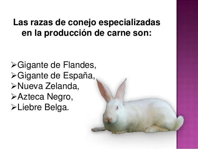 industralizacion-del-conejo-6- ...