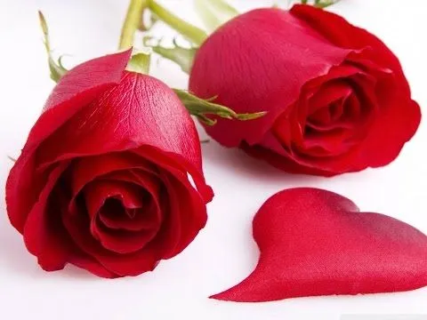 industria del amor con ♥poemas♥ rosas rojas - YouTube industria del amor con ♥poemas♥ rosas rojas - YouTube