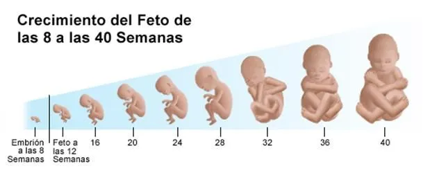 Psicomotricidad infantil.: El desarrollo psicomotor en la etapa ...