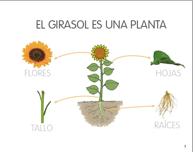 Los infantes del Blas: CONOCEMOS LAS PARTES DEL GIRASOL Y QUE SON ... Los infantes del Blas: CONOCEMOS LAS PARTES DEL GIRASOL Y QUE SON ...
