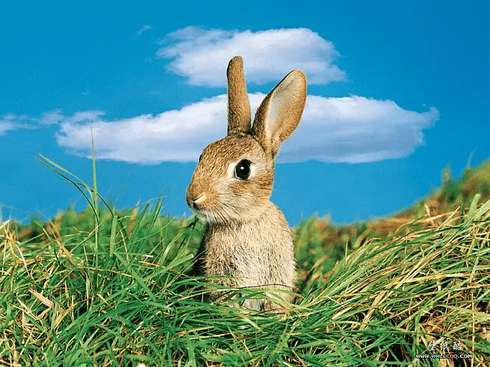 INFANTIL: ANIMALES QUE ME GUSTAN | Eltiempohabitado's Weblog INFANTIL: ANIMALES QUE ME GUSTAN | Eltiempohabitado's Weblog