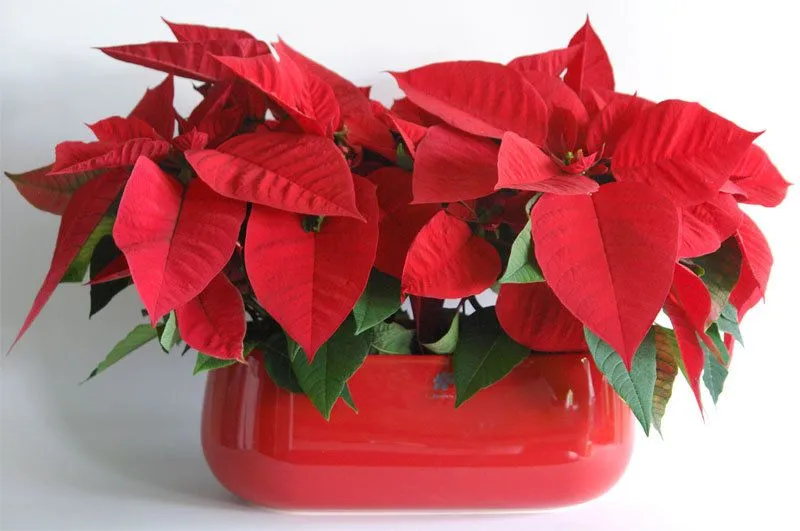 Infengshui.es FENG SHUI Y LA NAVIDAD: LA FLOR DE PASCUA | Infengshui. Infengshui.es FENG SHUI Y LA NAVIDAD: LA FLOR DE PASCUA | Infengshui.