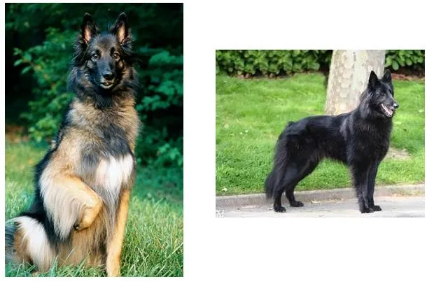 Info] Tipos de perros pastores - Taringa!