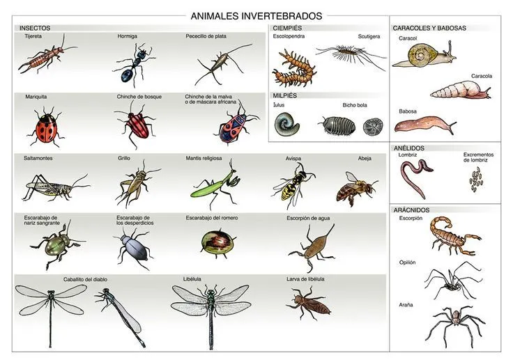 Infografía de los animales invertebrados | ANIMALES INVERTEBRADOS ... Infografía de los animales invertebrados | ANIMALES INVERTEBRADOS ...