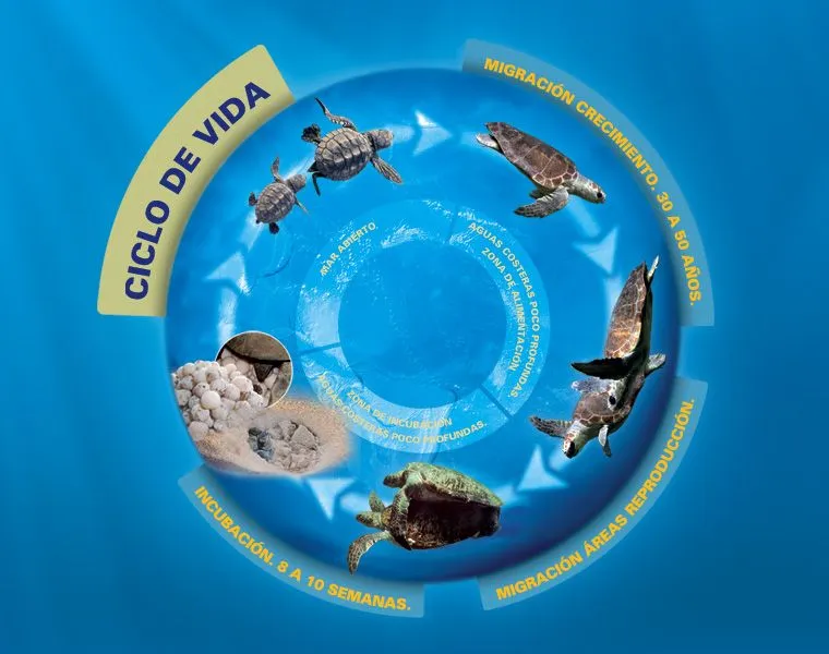 Infografías Tortugas. L'Oceanogràfic. | Syntetyk Estudio Infografías Tortugas. L'Oceanogràfic. | Syntetyk Estudio