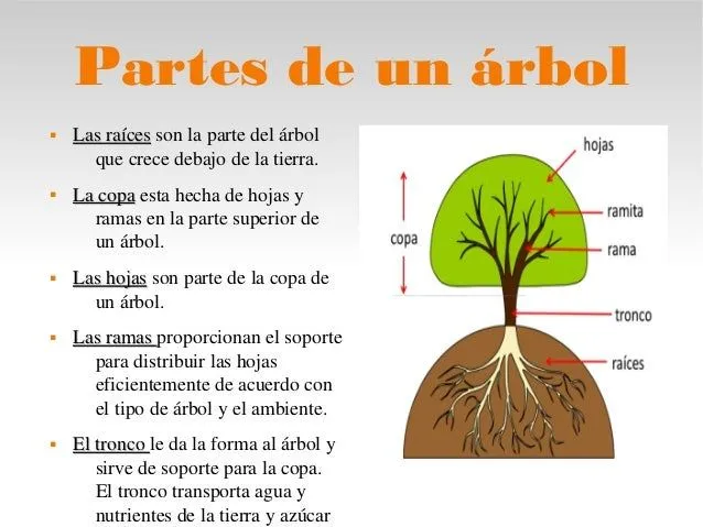 informacin-sobre-los-rboles-3- ...